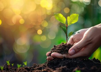 An image of farmer hands planting and nurturing a tree on fertile soil against a green and yellow bokeh background. Protect nature.